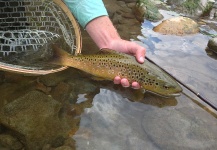  Fotografía de Pesca con Mosca de Trucha marrón por Peter Breeden – Fly dreamers 