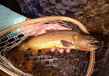  Imagen de Pesca con Mosca de Cutthroat compartida por Peter Breeden – Fly dreamers