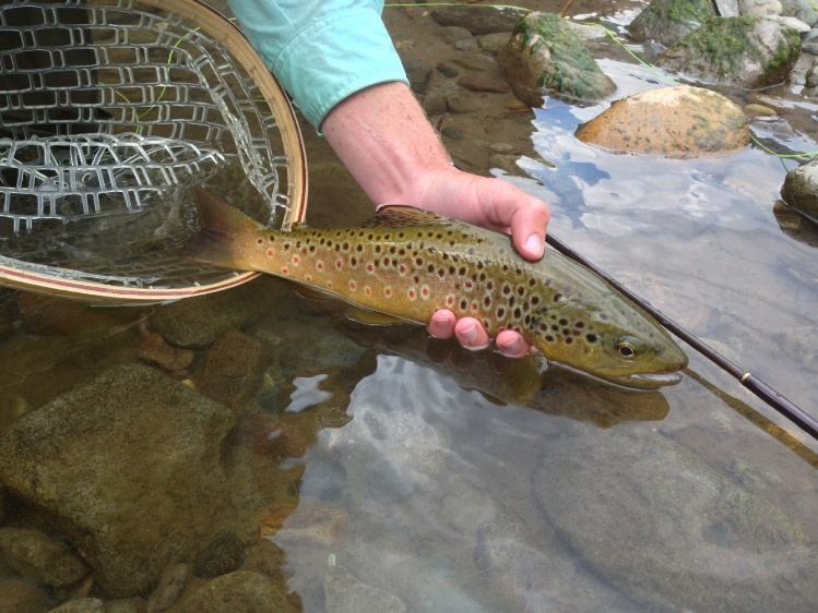 Nice brown. Like the spots.