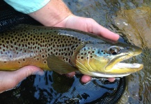  Captura en Pesca con Mosca de Trucha marrón por Peter Breeden – Fly dreamers