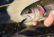  Foto de Pesca con Mosca de Trucha arcoiris por Rogerio "JAMANTA" Batista – Fly dreamers 