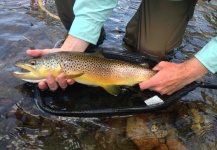  Imagen de Pesca con Mosca de Trucha marrón compartida por Peter Breeden – Fly dreamers