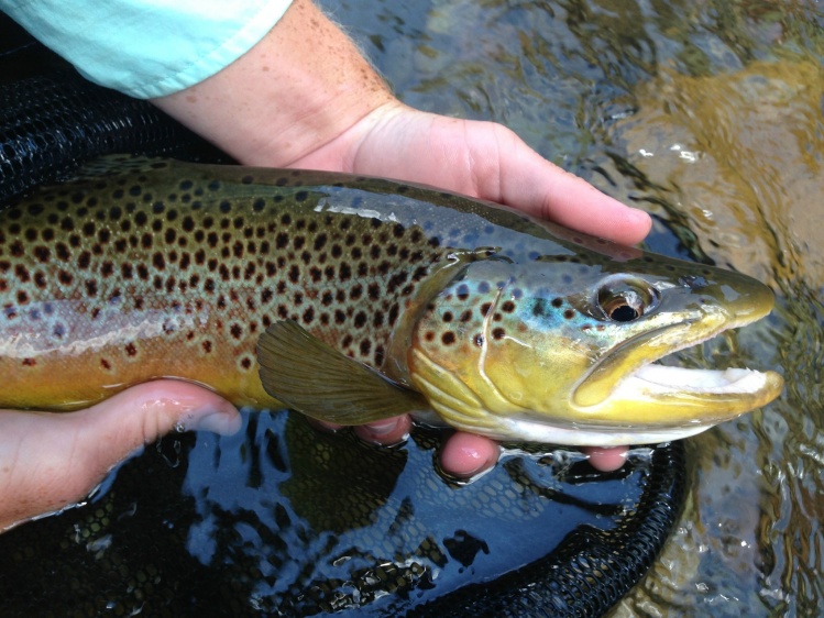 An up close of a jaw dropping, stunning brown.