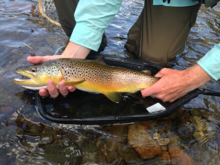 A gorgeous brown I had the fortune of landing today. One of my favorite browns I have ever caught.