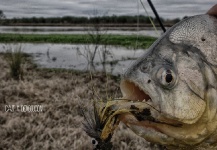 Fly-fishing Image of Piranha shared by Leandro Ferreyra – Fly dreamers