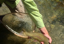  Captura de Pesca con Mosca de Trucha arcoiris por Peter Breeden – Fly dreamers