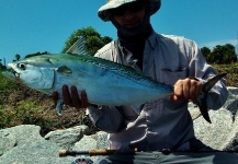 Fly-fishing Pic of False Albacore - Little Tunny shared by John Kelly – Fly dreamers 