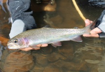  Captura de Pesca con Mosca de Trucha arcoiris por Rogerio "JAMANTA" Batista – Fly dreamers