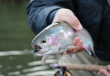  Imagen de Pesca con Mosca de Trucha arcoiris por Rogerio "JAMANTA" Batista – Fly dreamers