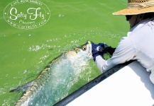 Fly-fishing Pic of Tarpon shared by Captain Russ Shirley – Fly dreamers 