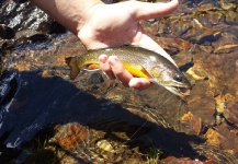  Foto de Pesca con Mosca de Trucha de arroyo o fontinalis compartida por Shane Ritter – Fly dreamers