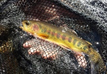  Imagen de Pesca con Mosca de Golden Trout compartida por Shane Ritter – Fly dreamers