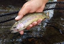  Imagen de Pesca con Mosca de Trucha arcoiris compartida por Shane Ritter – Fly dreamers