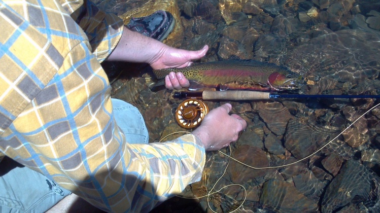 Big golden trout.