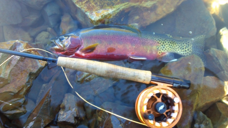 Pretty golden trout.