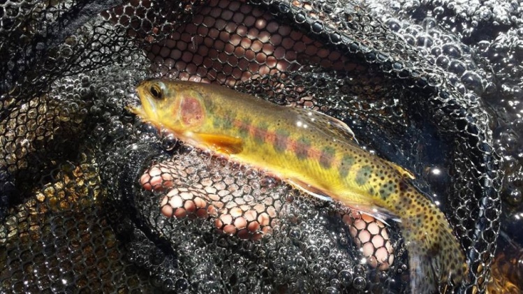 A very rare, 10" Golden Trout