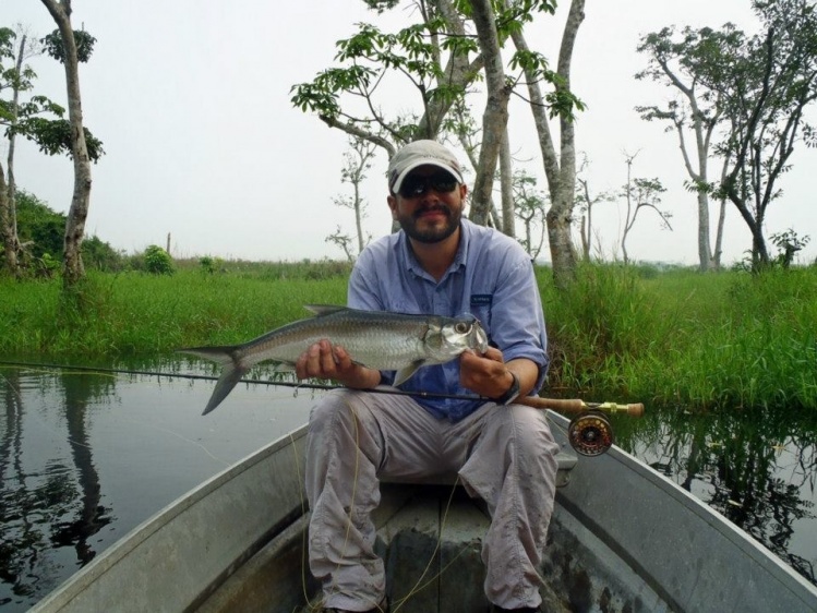 Baby Tarpon con mosca