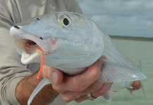 Fly-fishing Image of Bonefish shared by Ben Jorden – Fly dreamers