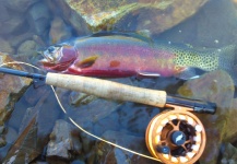 Fly-fishing Picture of Golden Trout shared by Dave Bradley – Fly dreamers