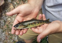  Captura de Pesca con Mosca de Trucha arcoiris por Brett Ritter – Fly dreamers