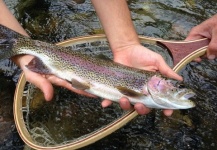  Foto de Pesca con Mosca de Trucha arcoiris compartida por Peter Breeden – Fly dreamers