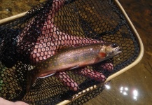 Chris Gay 's Fly-fishing Photo of a Brook trout – Fly dreamers 