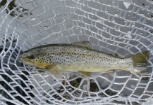 Fly-fishing Pic of Brown trout shared by Francis Sean – Fly dreamers 
