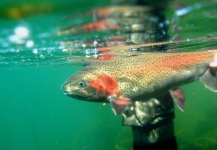 Fly-fishing Picture of Rainbow trout shared by Blake Hunter – Fly dreamers