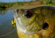  Fotografía de Pesca con Mosca de Bluegill por Joe Nicklo – Fly dreamers