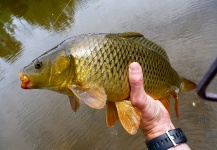 Fly-fishing Image of Carp shared by Francis Sean – Fly dreamers