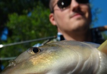Andreas Vendler 's Fly-fishing Picture of a Barbel – Fly dreamers 
