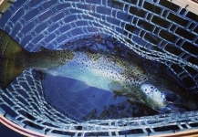 Seneca Love 's Fly-fishing Picture of a Lake salmon – Fly dreamers 
