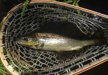 Seneca Love 's Fly-fishing Picture of a Landlocked Salmon – Fly dreamers 