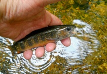 Wild brook trout taken from a small stream