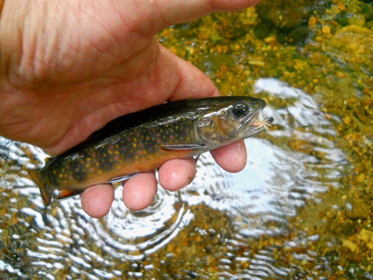 A small stream wild brook trout.