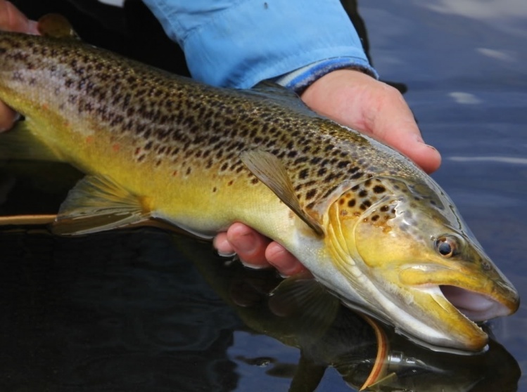 Tasmanian western lakes brown trout