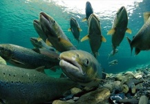  Foto de Pesca con Mosca de Salmón del Atlántico compartida por Justin Genthner – Fly dreamers