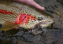  Foto de Pesca con Mosca de Trucha arcoiris compartida por Justin Genthner – Fly dreamers