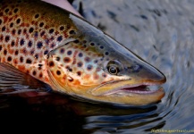  Foto de Pesca con Mosca de Trucha marrón compartida por Justin Genthner – Fly dreamers