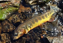 Brett Ritter 's Fly-fishing Image of a Golden Trout – Fly dreamers 