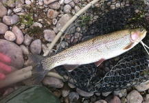 Fly-fishing Image of Rainbow trout shared by Matt Jaeger – Fly dreamers