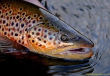 Fly-fishing Pic of Brown trout shared by Justin Genthner – Fly dreamers 