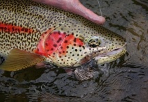 Fly-fishing Picture of Rainbow trout shared by Justin Genthner – Fly dreamers