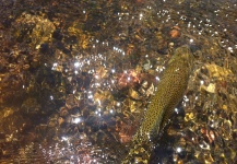 Matt Jaeger 's Fly-fishing Picture of a Rainbow trout – Fly dreamers 