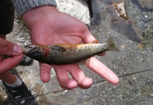 Fly-fishing Photo of Coastal cutthroat shared by Jan Wagner – Fly dreamers 