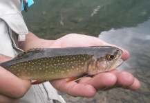 Fly-fishing Picture of Brook trout shared by Joey Jordan – Fly dreamers