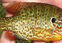 Joey Jordan 's Fly-fishing Picture of a Pumpkinseed – Fly dreamers 