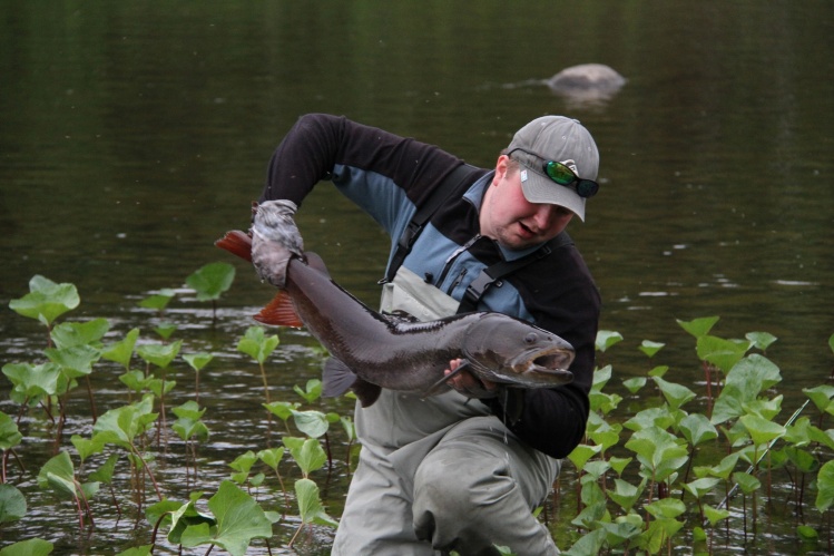 22 lb taimen Russia Siberia Ayahta river    booking@trueadventure.ru        fly@flytrener.ru