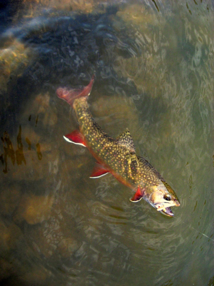 Gotta love them brookies!