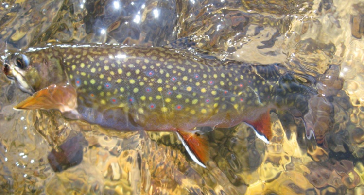 Wild brookie